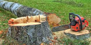 Best Tree Trimming and Pruning  in Cudahy, CA