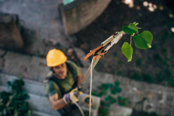 Best Utility Line Clearance  in Cudahy, CA