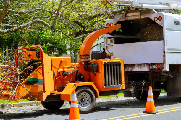 Best Arborist Consultation Services  in Cudahy, CA