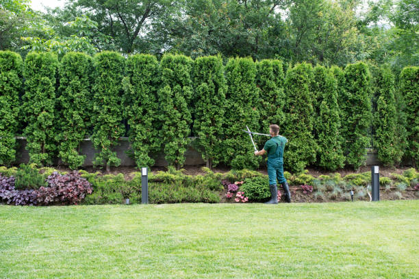 Best Lawn Mowing  in Cudahy, CA