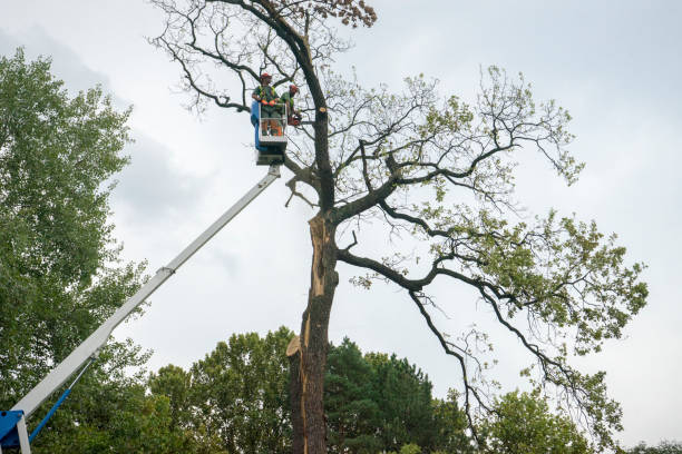 Best Tree Disease Treatment  in Cudahy, CA