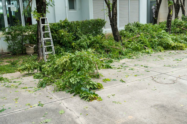 Professional Tree Removal in Cudahy, CA