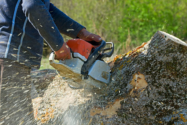 How Our Tree Care Process Works  in  Cudahy, CA
